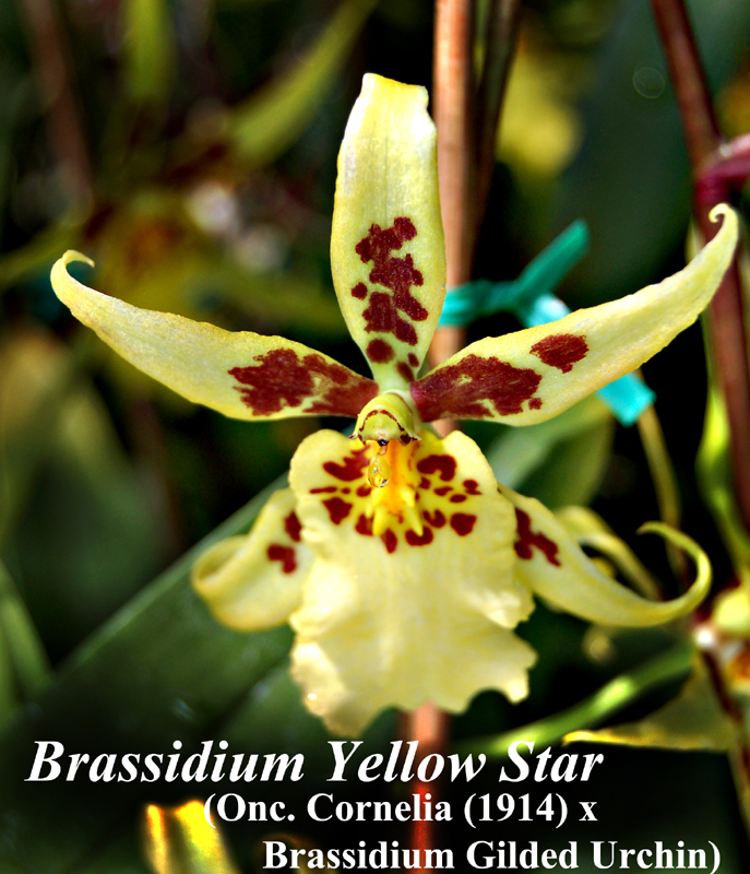 Brassidium Yellow Star